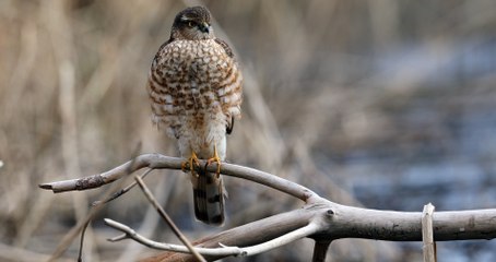 Épervier d'Europe dans le Parc national des Ecrins