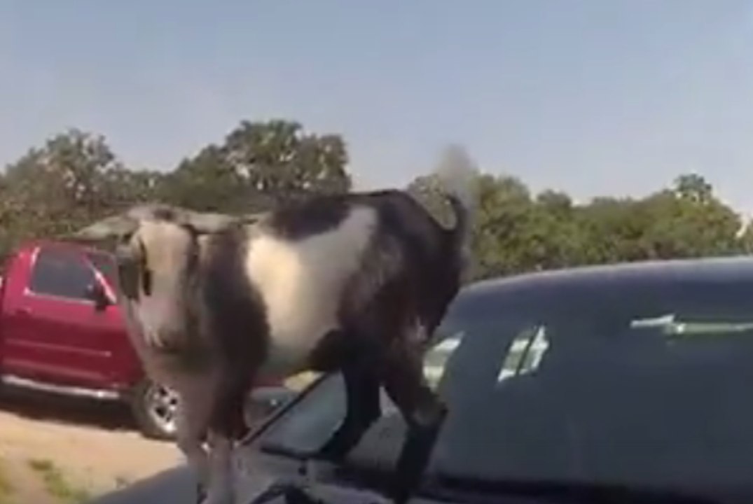 Goat Jumps Atop Oklahoma Police Cruiser