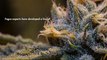 Cannabis Humidifier For Cannabis And Medical Marijuana Industries