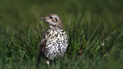 Grive draine dans le Parc national des Ecrins
