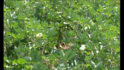 Το πράσινο σκουλίκι απειλεί τις καλλιέργειες