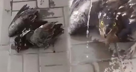 Aşırı Sıcaklara Dayanmayan Kuş, Verilen Suyla Hayata Son Anda Döndürüldü