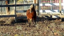 My Little Farrah Pony Sunday With Sugar Honeyheartsc Horses Pony Random Vlog