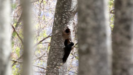 Pic noir dans le Parc national des Écrins