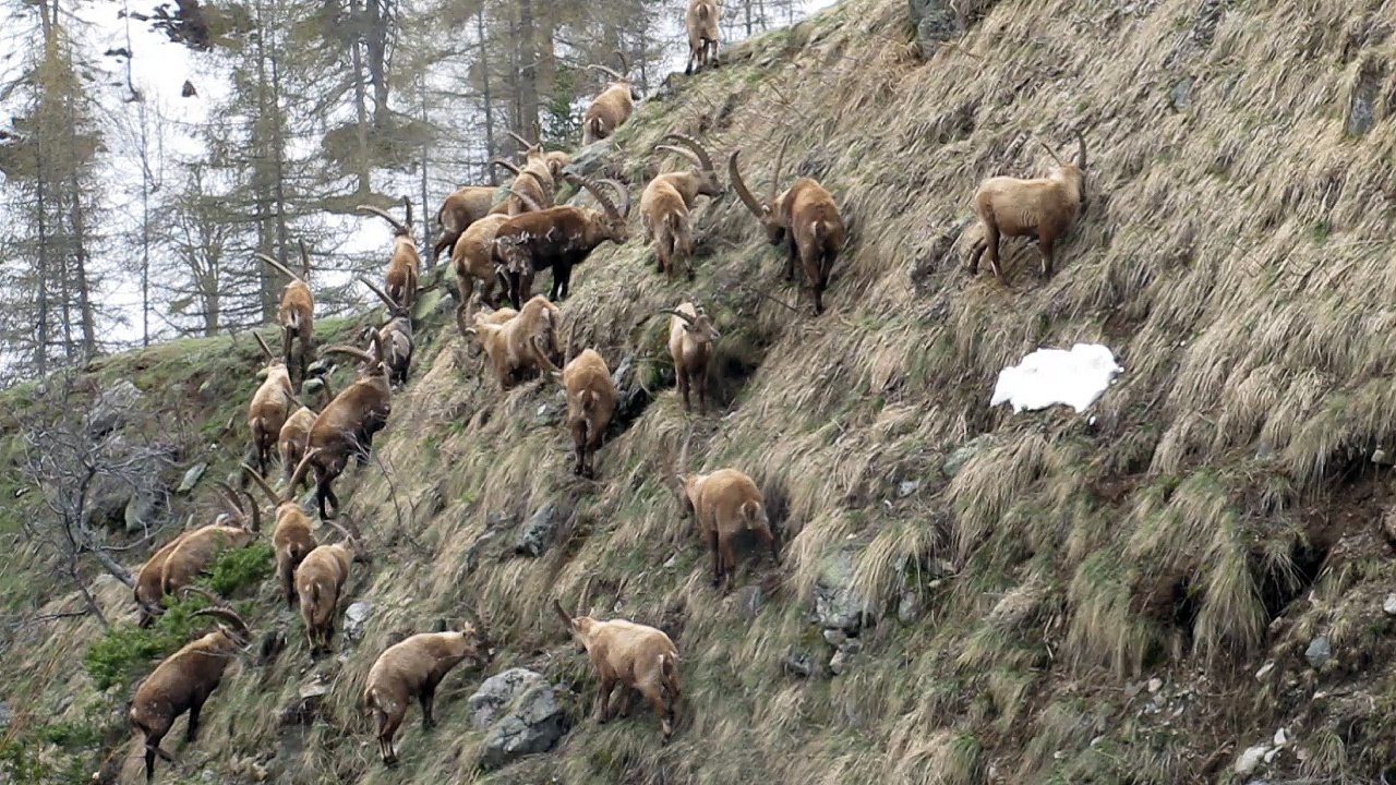 Bouquetins des Alpes