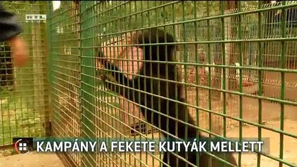 Kampány a fekete kutyák mellett