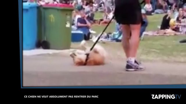 Ce chien ne veut absolument pas rentrer du parc (vidéo)