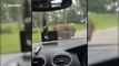 UK safari park trip turns awkward as baboons mate on family car bonnet