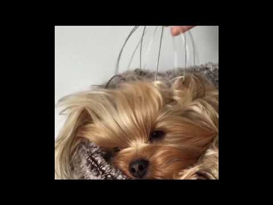 Pampered Pooch Enjoys Head Massage