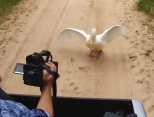 Asabi Kuğu, Ailesini Görüntüleyen Belgeselcileri Böyle Kovaladı