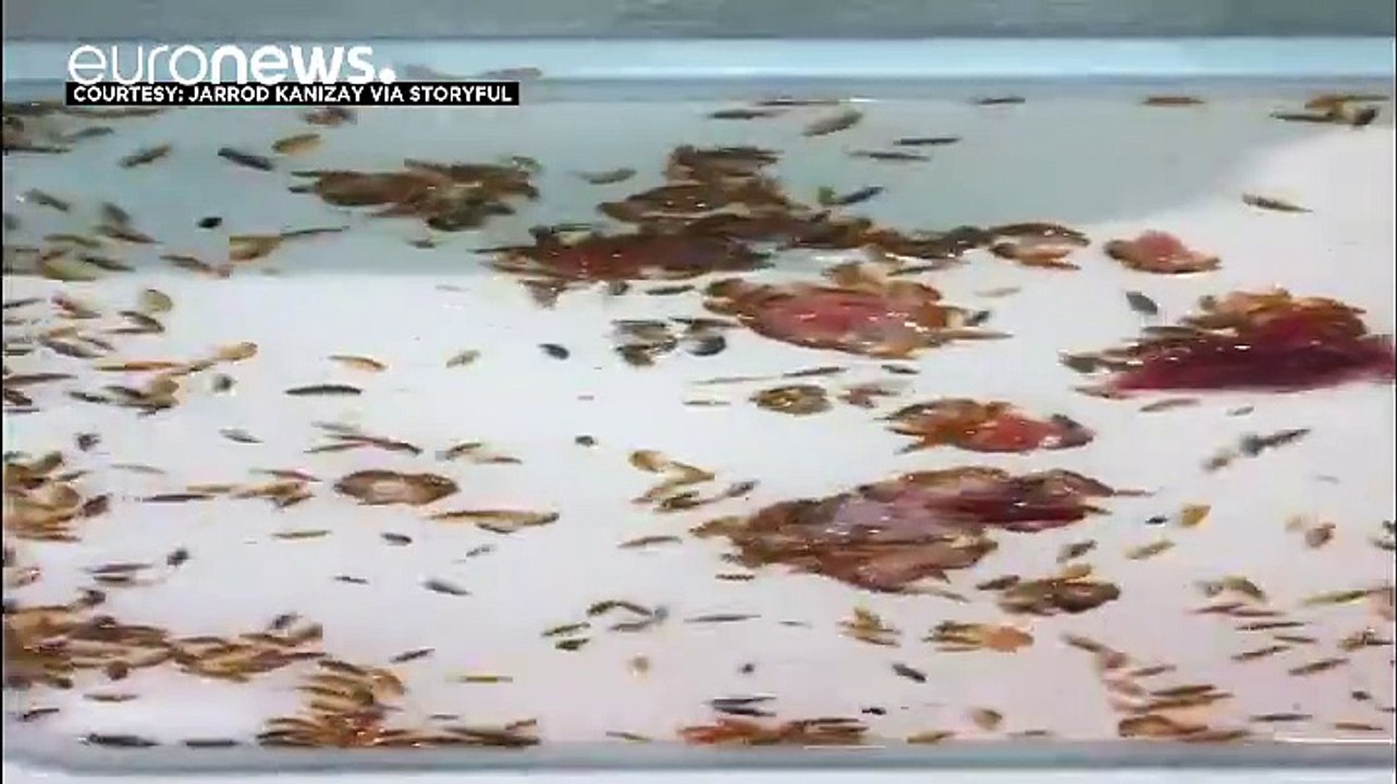 Australie : Un jeune homme se faire dévorer les jambes par des crustacés