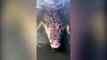 Un crocodile de 5m et 500 kilos découvert en Australie