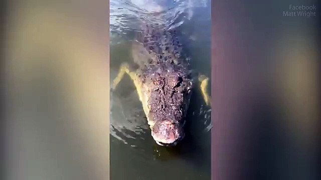 Un crocodile de 5m et 500 kilos découvert en Australie