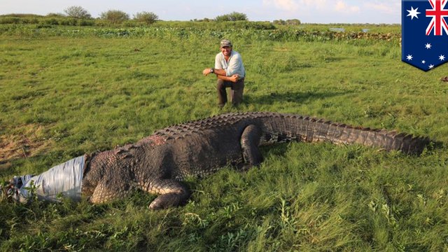 Outback Wrangler shows off monster crocodile catch