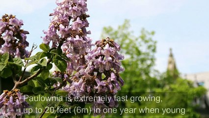Fastest Growing Tree On Earth