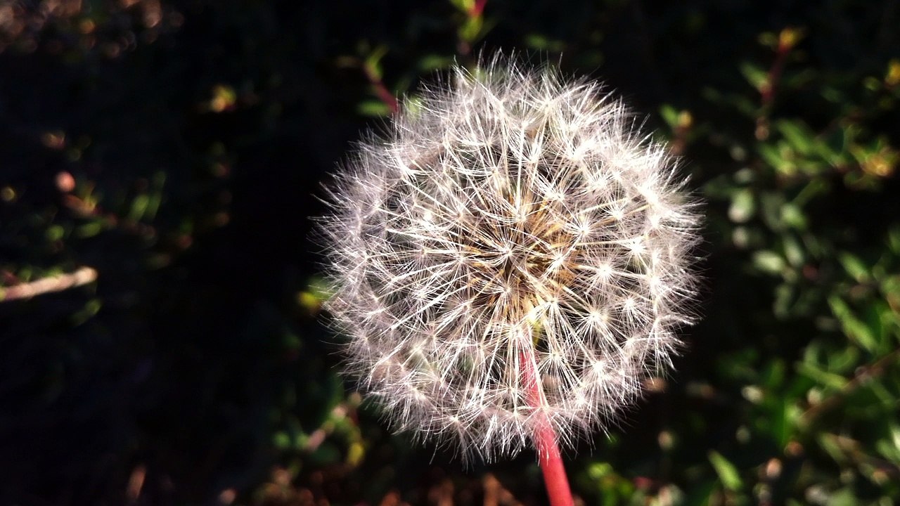 Taraxacum is a large genus of flowering plants in the family Asteraceae which consists of species commonly known as dandelion.