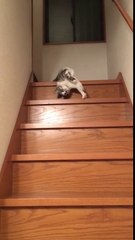 Voici comment un chat très paresseux descend les escaliers