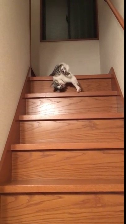 Voici comment un chat très paresseux descend les escaliers