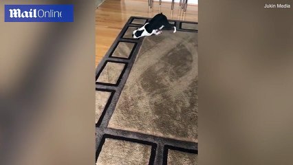 Weirdest Thing You'll See All Week ,Video Of Itchy Dog Is The Funniest