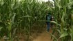 Loisir: Sortir d'un labyrinthe de maïs grâce au Vendée Globe