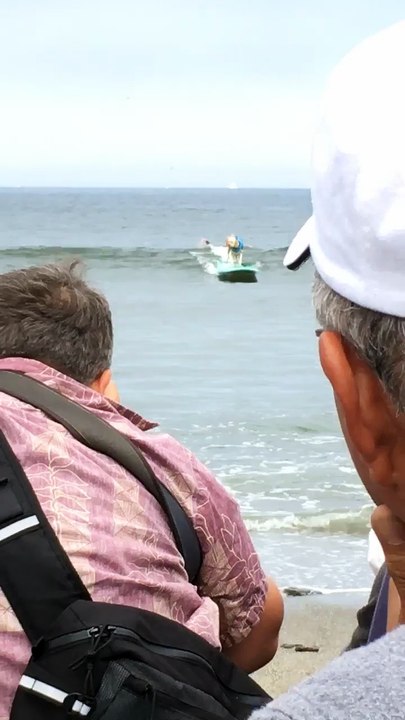 Surfing Dogs Collide onto one Surfboard