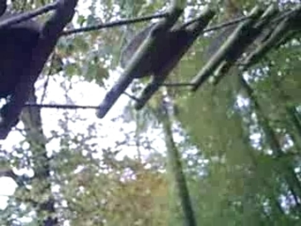 raton laveur amusant