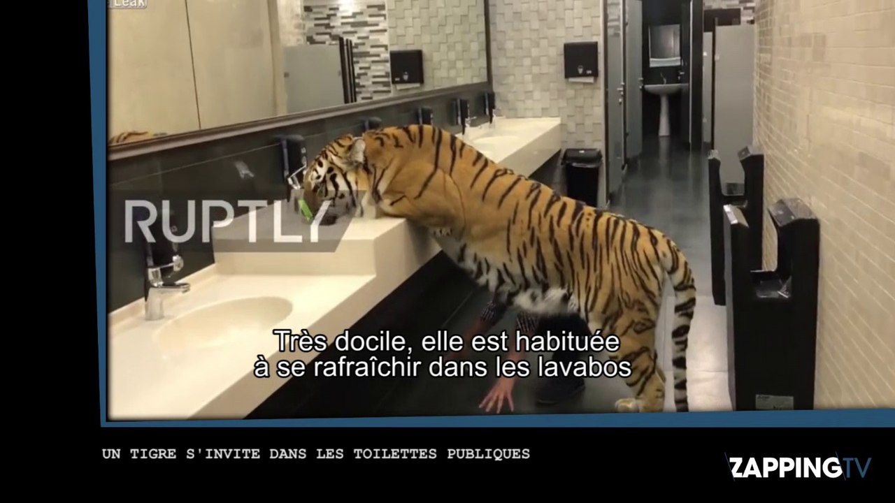 Un tigre s’invite dans les toilettes pour homme ! (Vidéo)