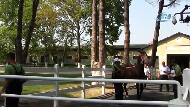 Yarış tayları ev fiyatına alıcı buldu