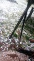 IMPRESIONANTE CAIDA DE GRANIZO EN MISIONES