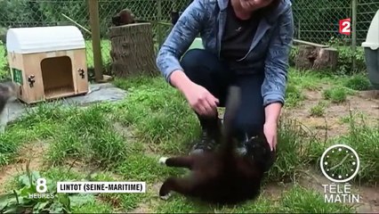 Animaux abandonnés : le cri d'alarme de la SPA