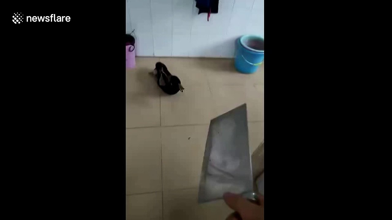 Duck plays dead when it sees knife