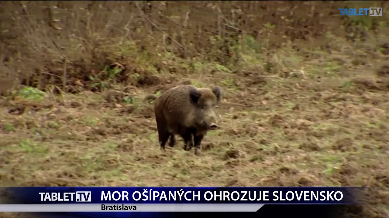 Matečná: Africký mor ošípaných atakuje SR, robia sa opatrenia