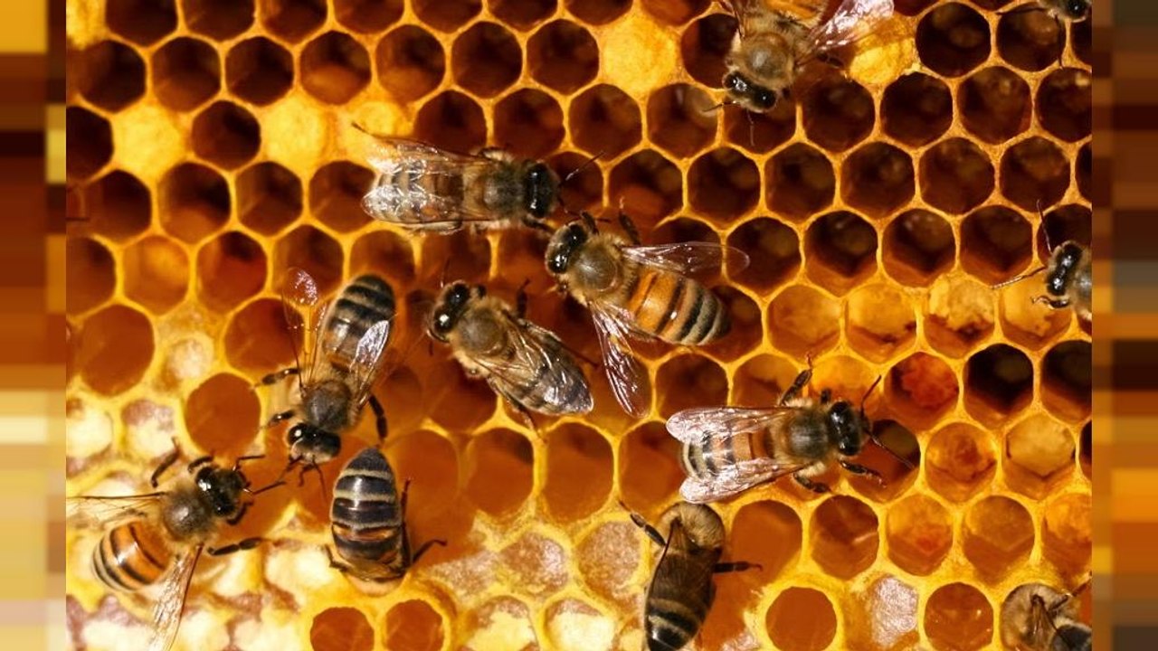 Hitzewelle belastet Italiens Bienenvölker