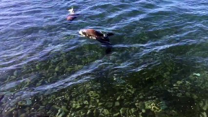 Family of Seals Swim Together