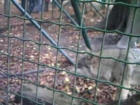 loup ds le parc animalier