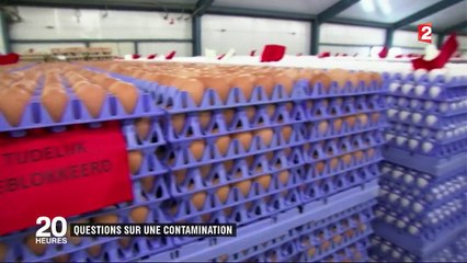 Tout ce qu'il faut savoir sur les œufs contaminés au Fipronil