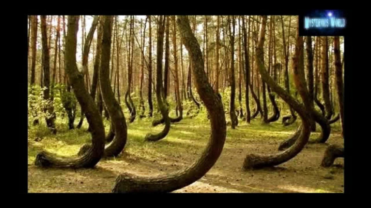 Hoia Baciu Forest: World’s Most Haunted Forest - PART 1