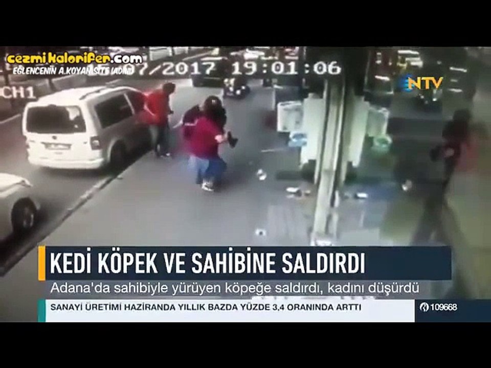 Adana Kiremithane Çocuğu Olan Kedi, Köpeğe ve Sahibine Mekanın Kime Ait Olduğunu Hatırlatıyor
