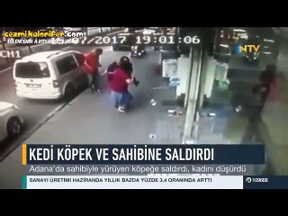 Adana Kiremithane Çocuğu Olan Kedi, Köpeğe ve Sahibine Mekanın Kime Ait Olduğunu Hatırlatıyor