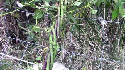 World's Biggest Carnivorous Plant Catches Whole Sheep!