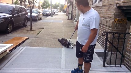 Siberian Husky won't go home ( Hatchi ) after 2 hr in park