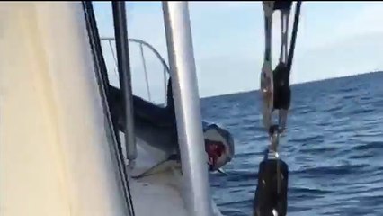 Un requin mako coincé sur une embarcation