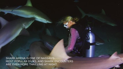 Night Feeding Frenzy Dive in Nassau, Bahamas