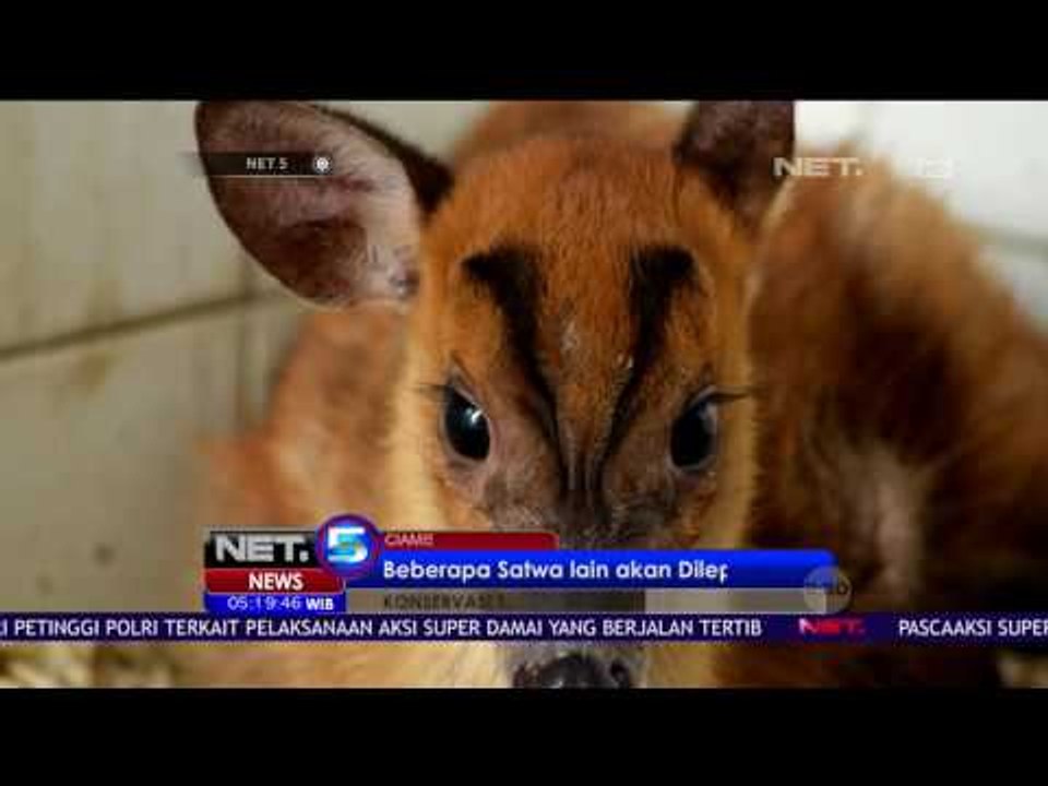 BKSDA Jawa Barat Mengamankan Seekor Kijang Yang Dipelihara Warga Kuningan - NET 5