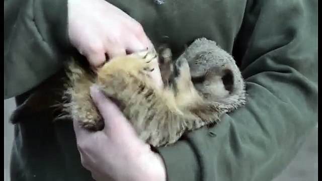 Meerkat laughs when it gets tickled