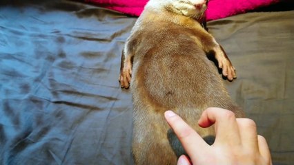 カワウソのお腹に絵が描けるか検証してみた　Draw a picture on the otter's stomach