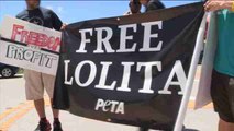 Piden en Miami la liberación de la orca Lolita cuando se cumplen 47 años de su captura