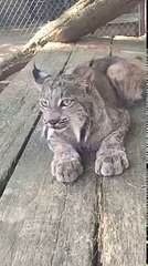 Un lynx miaule comme un chat