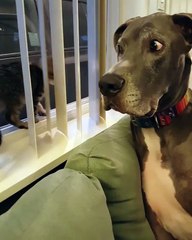 Un chien se fait calmer par un chat