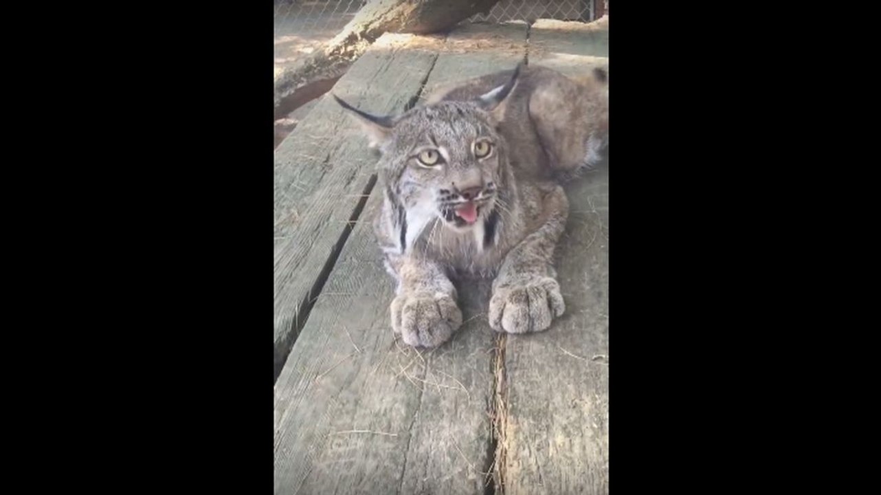 Un lynx miaule comme un chat